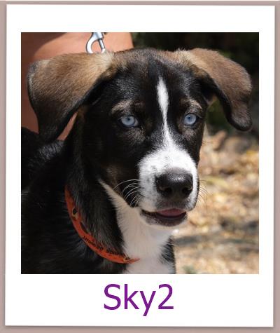 Sky2 Tierschutz Zypern Hund prof