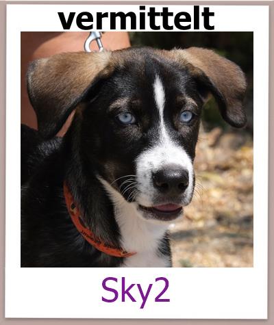 Sky2 Tierschutz Zypern Hund vermittelt