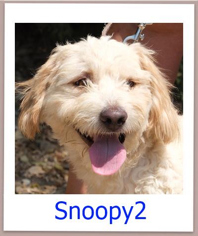 Snoopy2 Tierschutz Zypern Hund prof