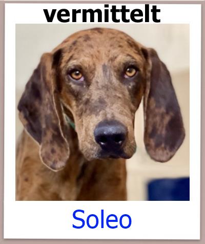 Soleo Tierschutz Zypern Hund vermittelt 1