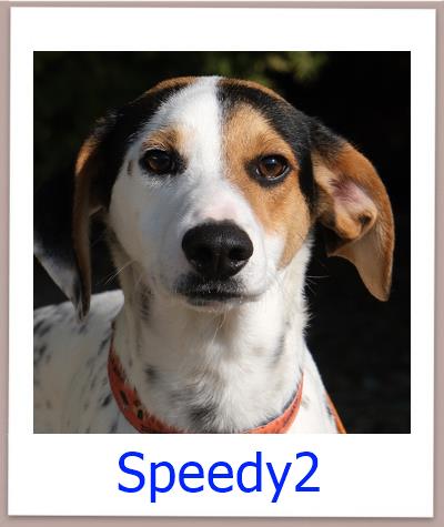 Speedy2 Tierschutz Zypern Hund prof