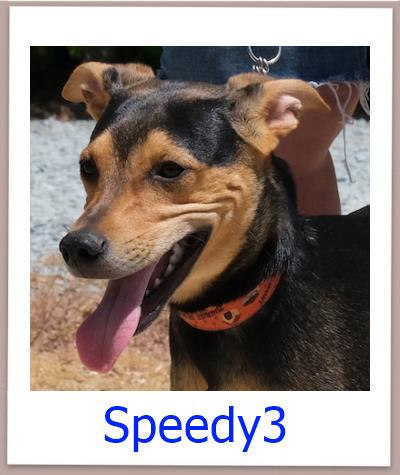 Speedy3 Tierschutz Zypern Hund prof