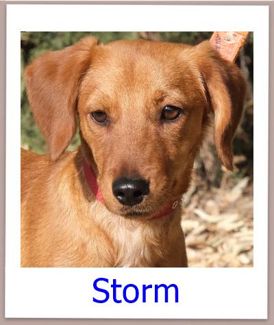 Storm Tierschutz Zypern Hund prof