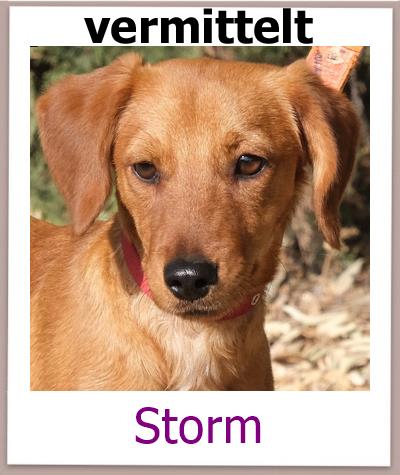 Storm1 Tierschutz Zypern Hund vermittelt