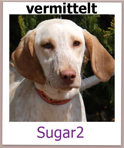 Sugar2 Tierschutz Zypern Hund vermittelt