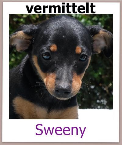 Sweeny Tierschutz Zypern Hund vermittelt
