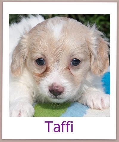 Taffi Tierschutz Zypern Hund prof