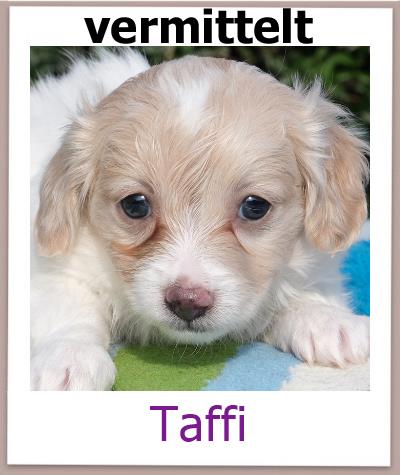 Taffi Tierschutz Zypern Hund vermittelt