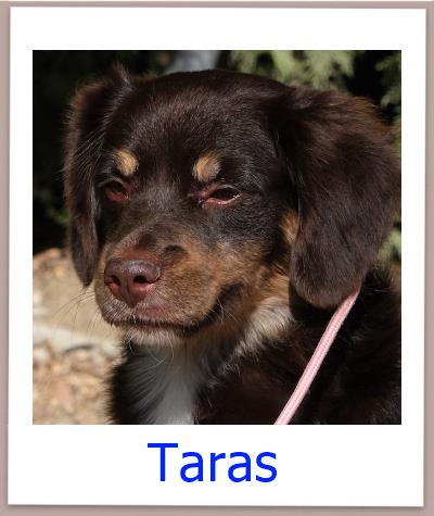 Taras Tierschutz Zypern Hund prof