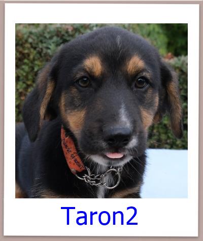Taron2 Tierschutz Zypern Hund prof