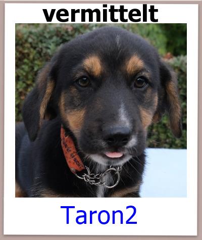 Taron2 Tierschutz Zypern Hund vermittelt