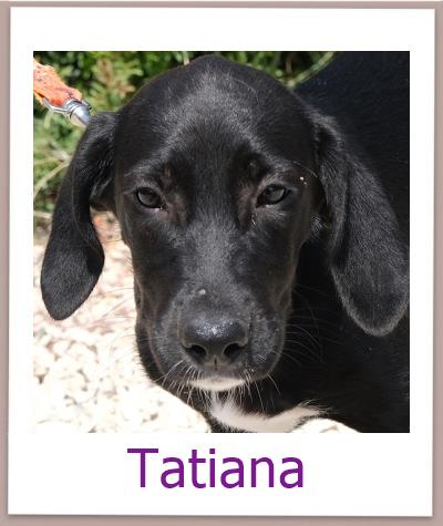 Tatiana Tierschutz Zypern Hund prof