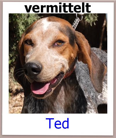 Ted Tierschutz Zypern Hund vermittelt