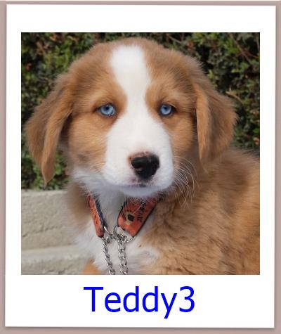 Teddy3 Tierschutz Zypern Hund prof