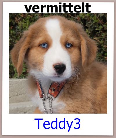 Teddy3 Tierschutz Zypern Hund vermittelt