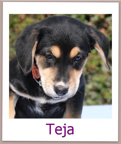 Teja Tierschutz Zypern Hund prof