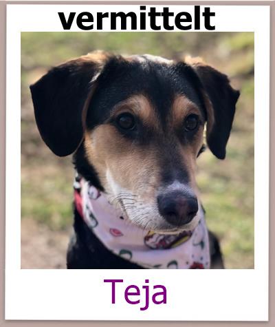 Teja Tierschutz Zypern Hund vermittelt 2