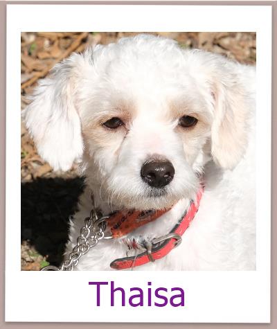 Thaisa Tierschutz Zypern Hund prof