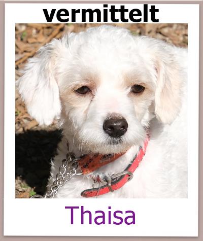 Thaisa Tierschutz Zypern Hund vermittelt