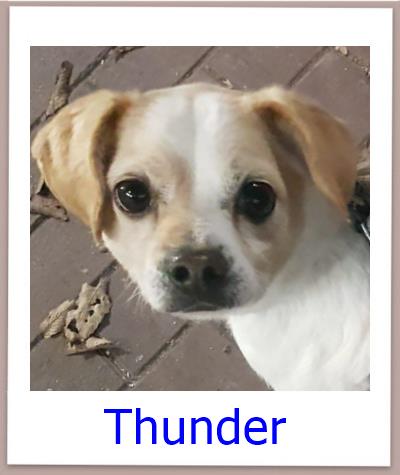 Thunder Tierschutz Zypern Hund prof 1