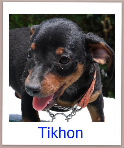 Tikhon Tierschutz Zypern Hund prof
