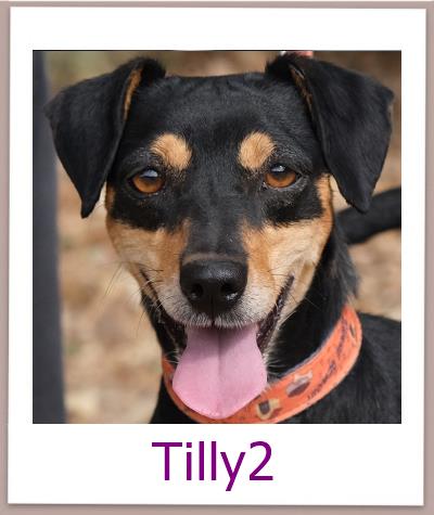 Tilly2 Tierschutz Zypern Hund prof