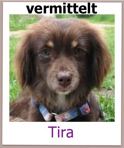 Tira Tierschutz Zypern Hund vermittelt 1