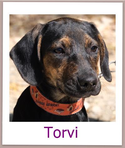 Torvi Tierschutz Zypern Hund prof 1