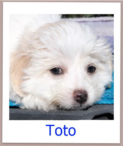 Toto Tierschutz Zypern Hund prof