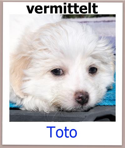 Toto Tierschutz Zypern Hund vermittelt