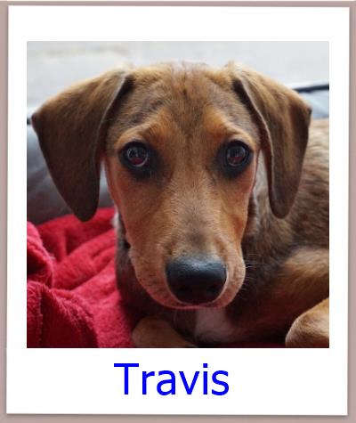 Travis Tierschutz Zypern Hund prof 2