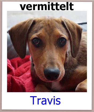 Travis Tierschutz Zypern Hund vermittelt 2