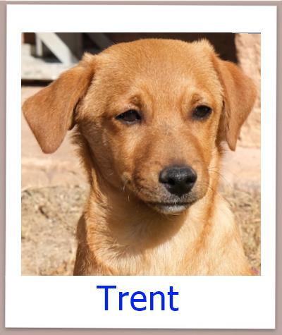 Trent Tierschutz Zypern Hund prof