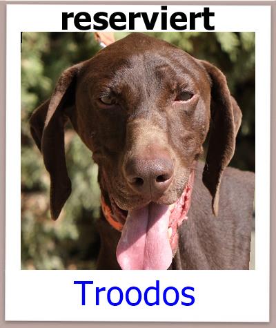 Troodos Tierschutz Zypern Hund res