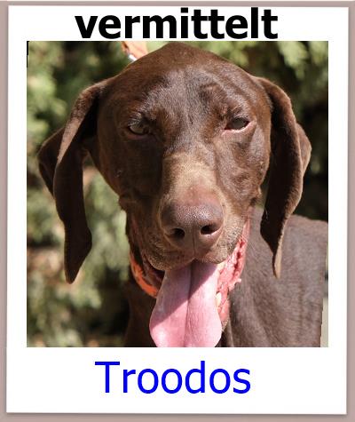 Troodos Tierschutz Zypern Hund vermittelt