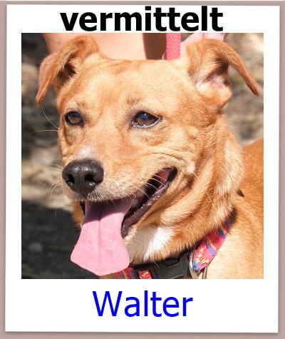 Walter Tierschutz Zypern Hund vermittelt
