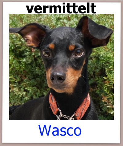 Wasco Tierschutz Zypern Hund vermittelt