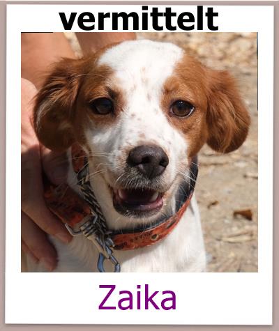 Zaika Tierschutz Zypern Hund vermittelt