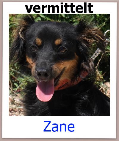 Zane Tierschutz Zypern Hund vermittelt