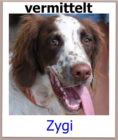 Zygi Tierschutz Zypern Hund vermittelt 1