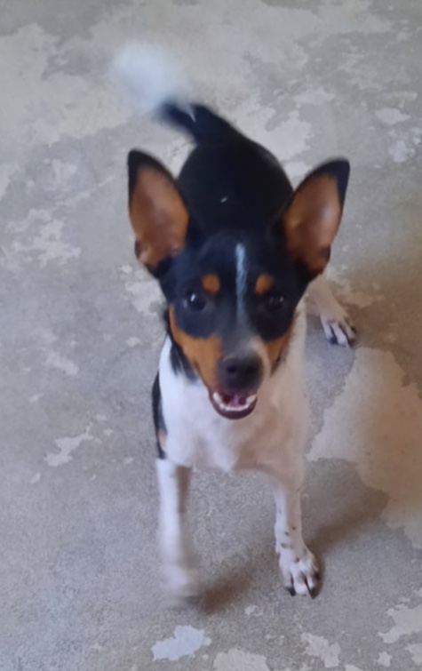 Ilko Update 05