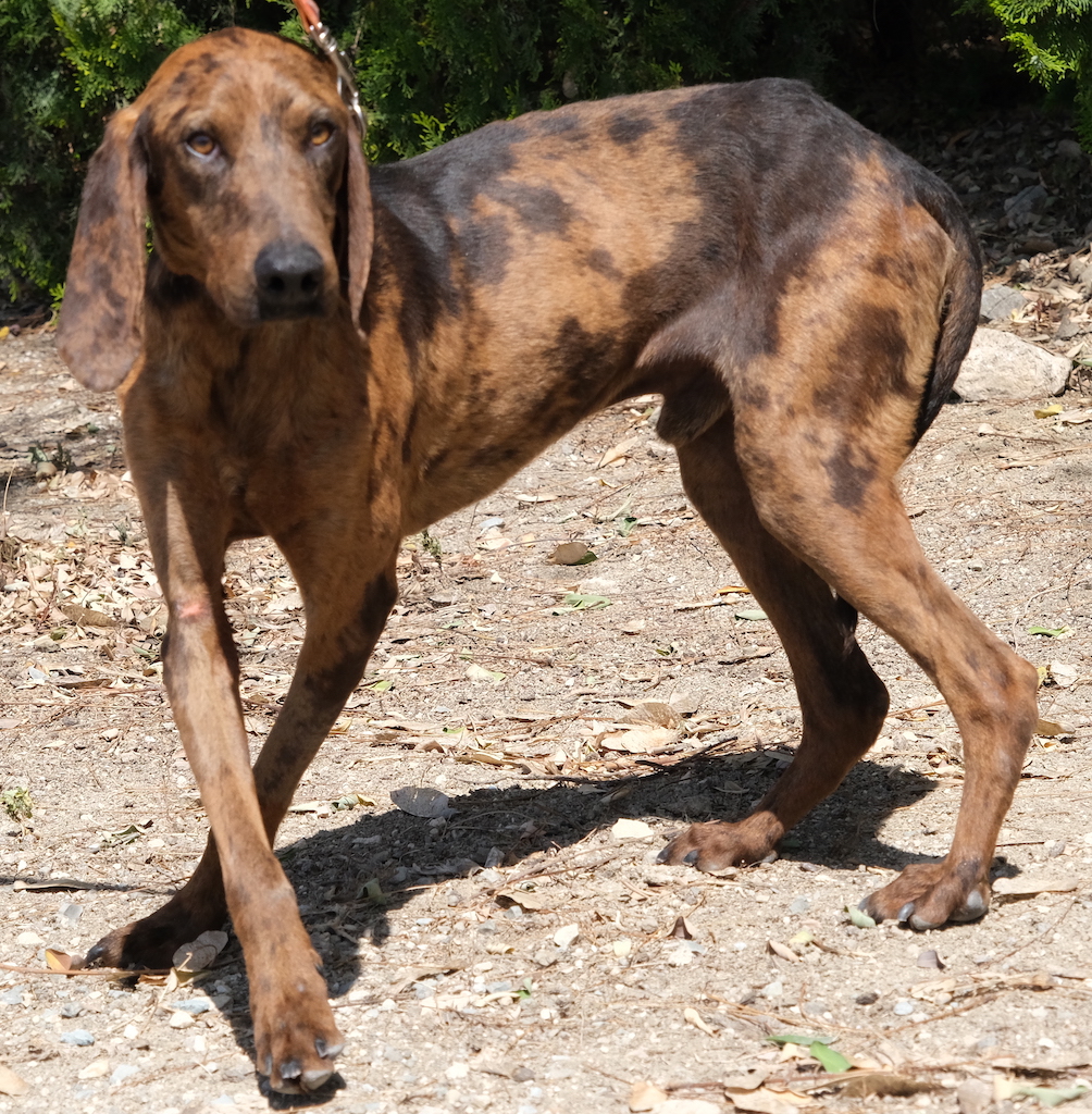Soleo 8