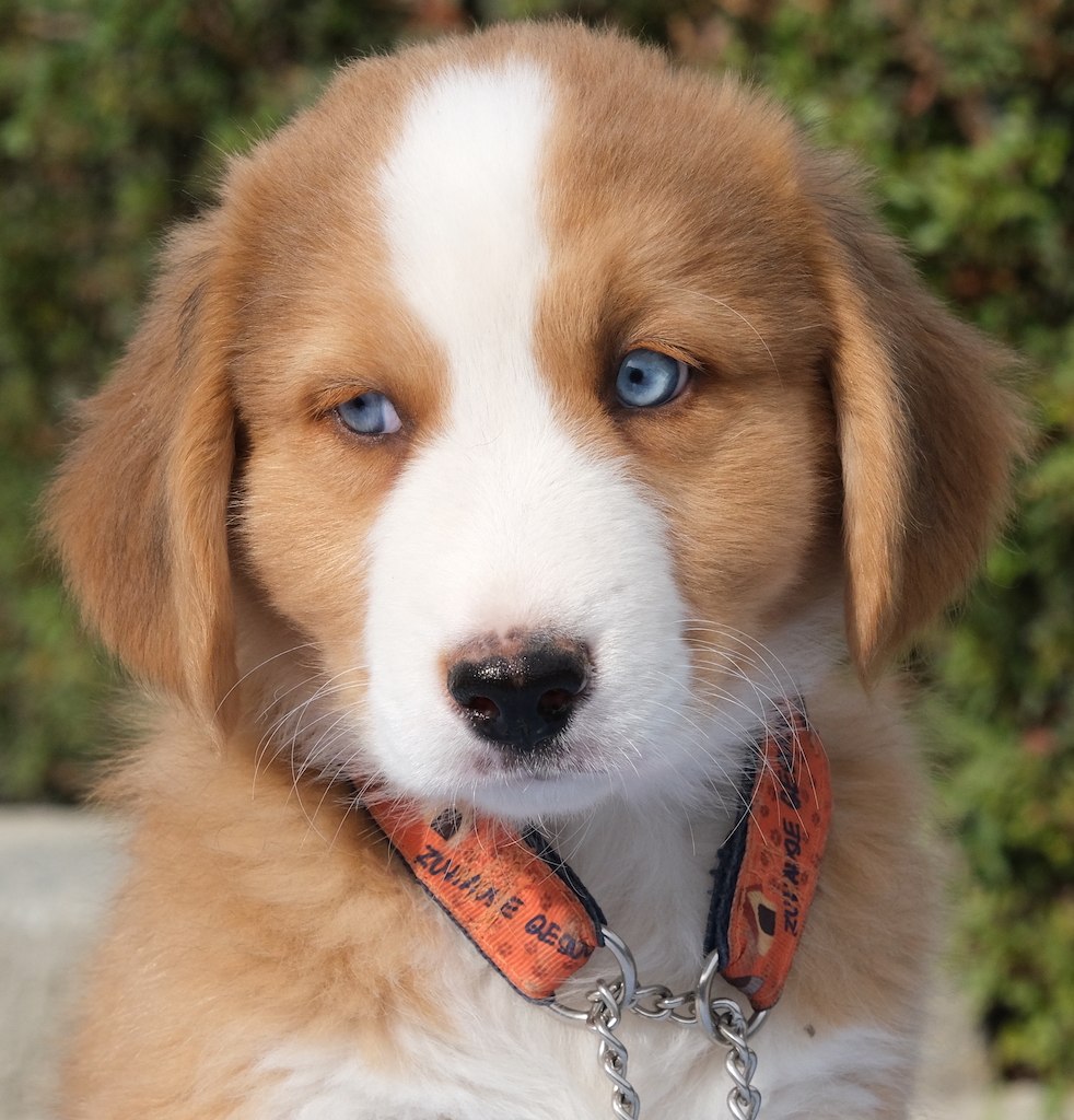 Teddy 8