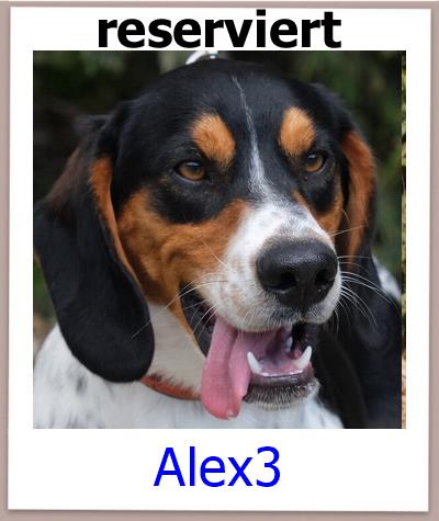 Alex3 Tierschutz Zypern Hund res
