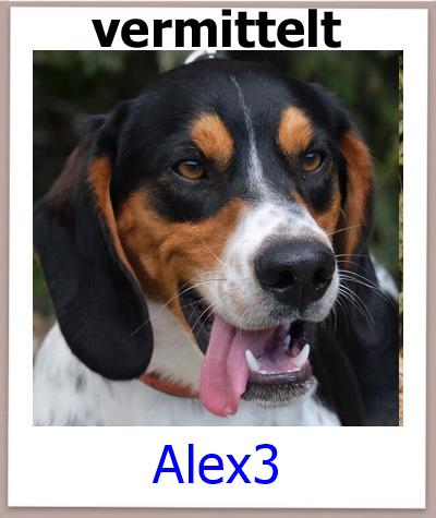 Alex3 Tierschutz Zypern Hund vermittelt