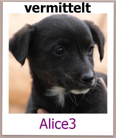 Alice3 Tierschutz Zypern Hund vermittelt