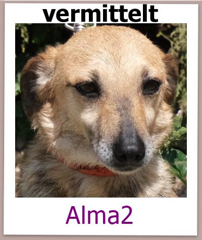 Alma2 Tierschutz Zypern Hund vermittelt
