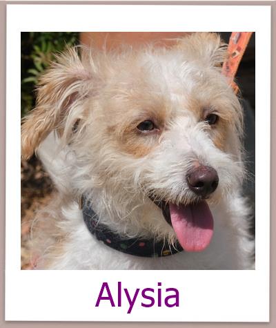 Alysia Tierschutz Zypern Hund prof