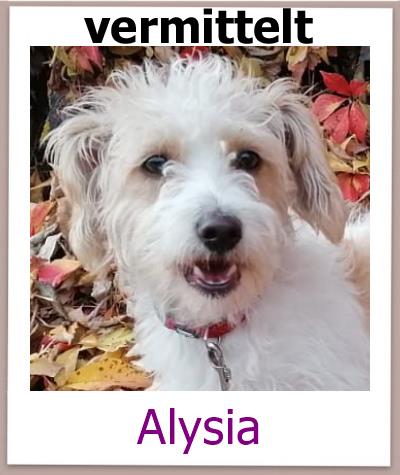 Alysia Tierschutz Zypern Hund vermittelt 1