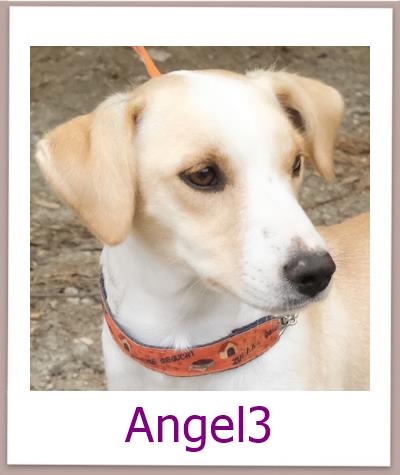 Angel3 Tierschutz Zypern Hund prof